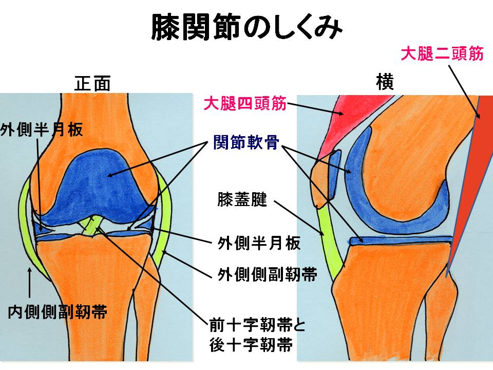 ひざ関節のしくみ 相模原赤十字病院